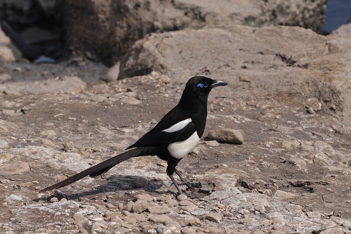 Maghreb Magpie - ML620158373