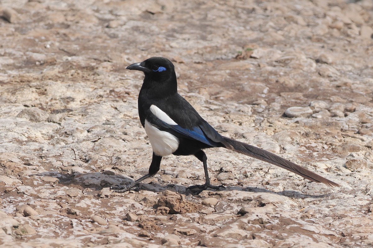 Maghreb Magpie - ML620158374