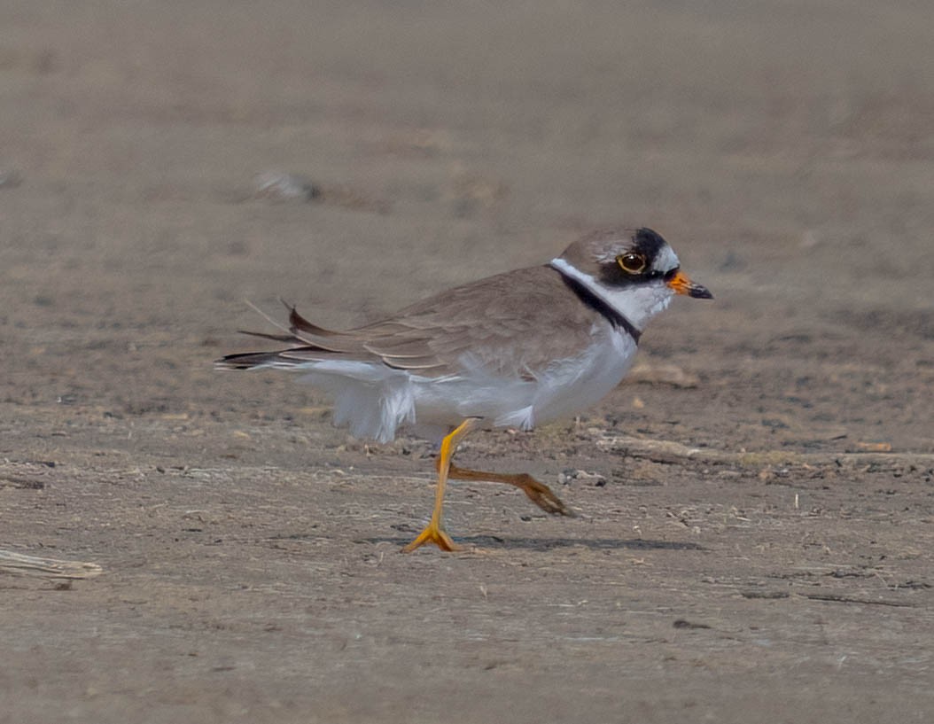 Semipalmated Plover - ML620158375