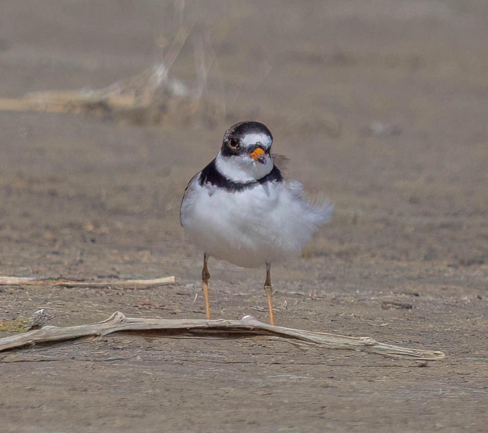 Semipalmated Plover - ML620158376