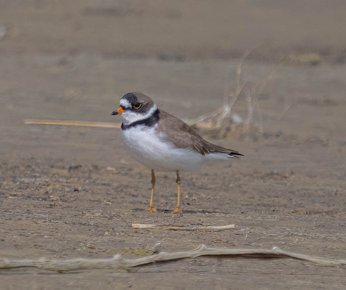 Semipalmated Plover - ML620158377