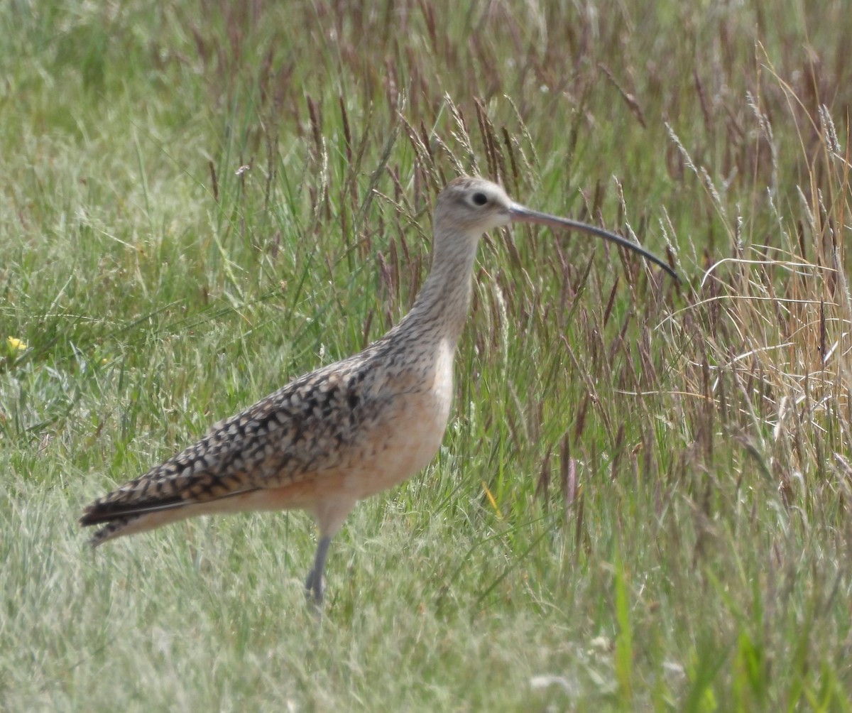 Long-billed Curlew - ML620158380