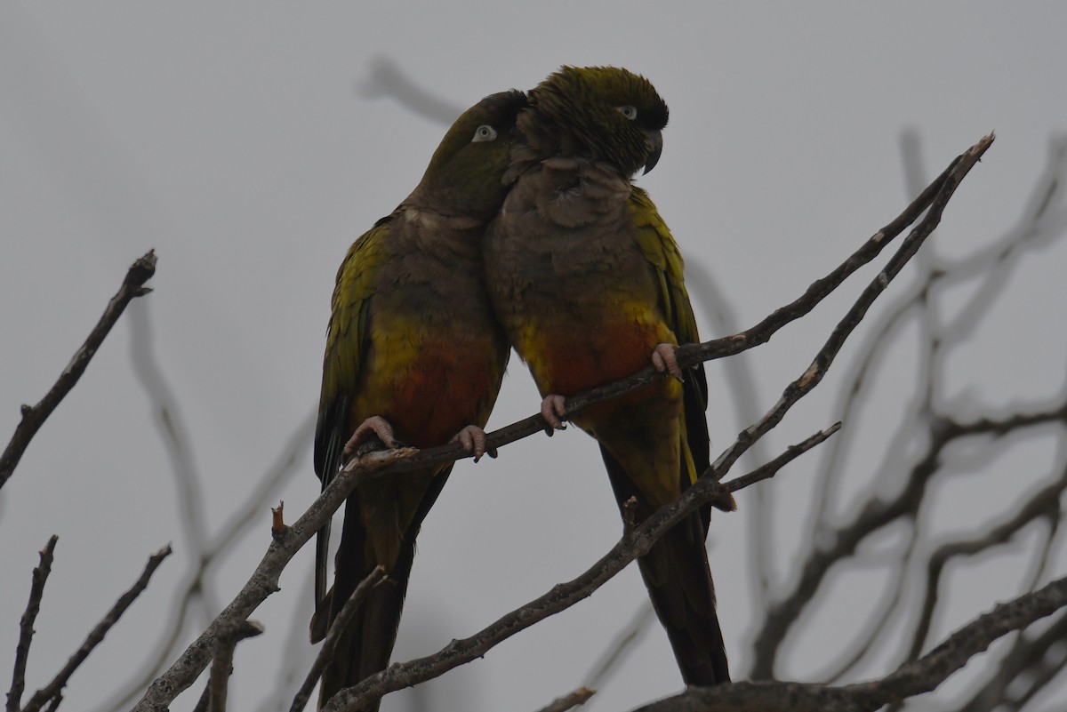 Patagonya Papağanı - ML620158382