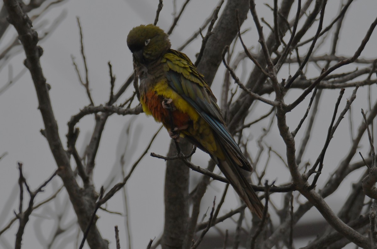 Patagonya Papağanı - ML620158383