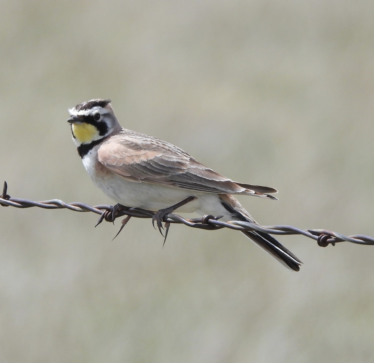 Horned Lark - ML620158384