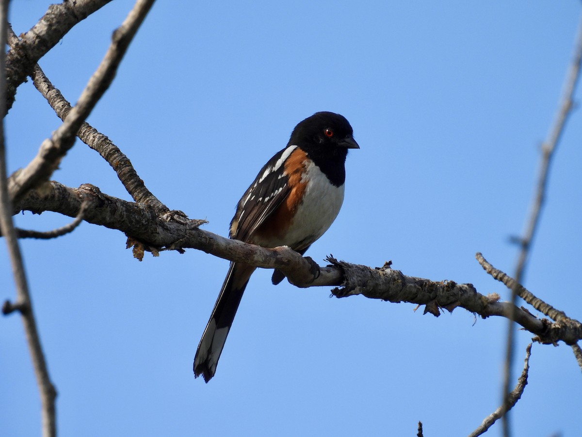 Spotted Towhee - ML620158385