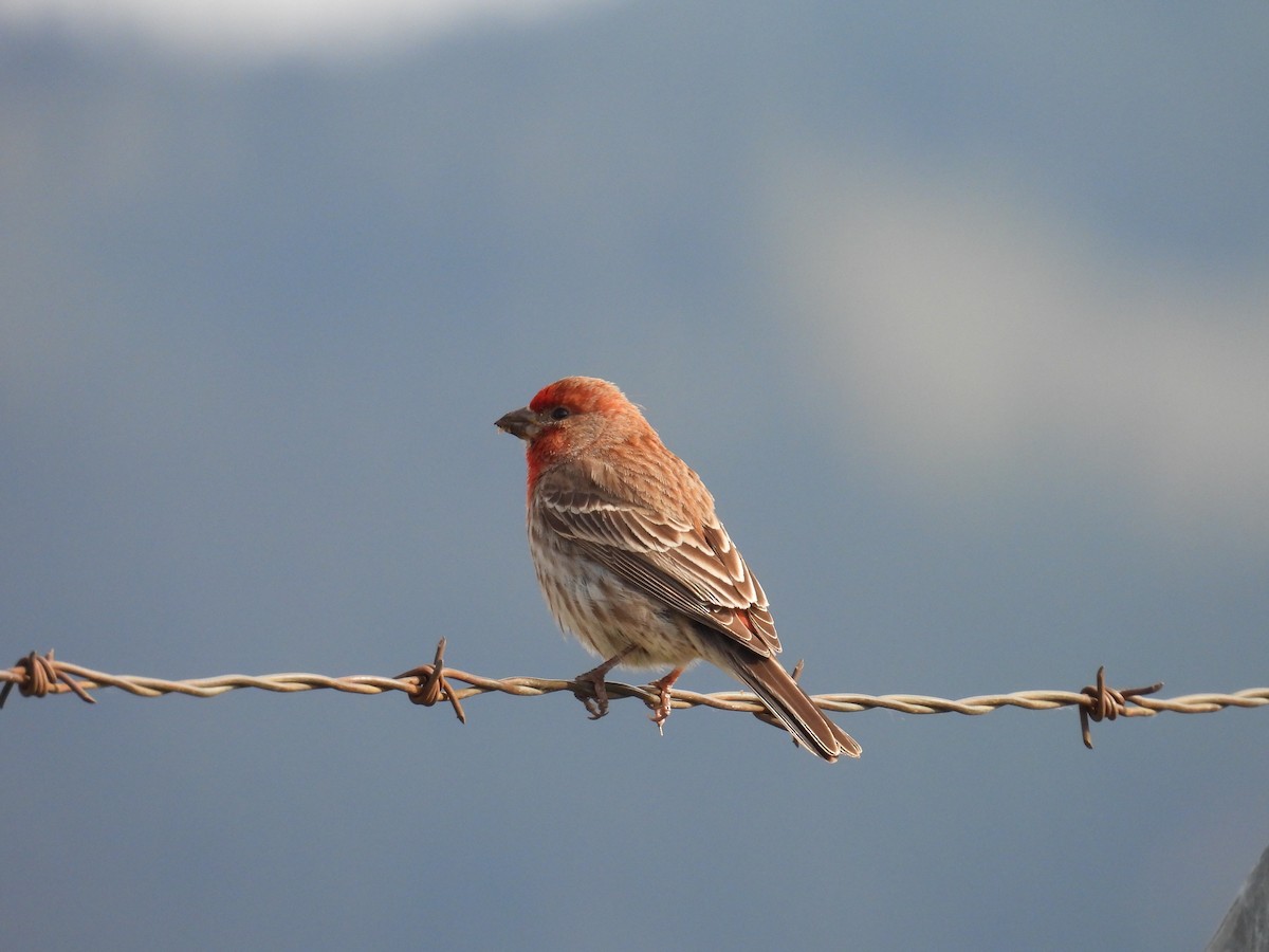 hýl rudoprsý - ML620158386