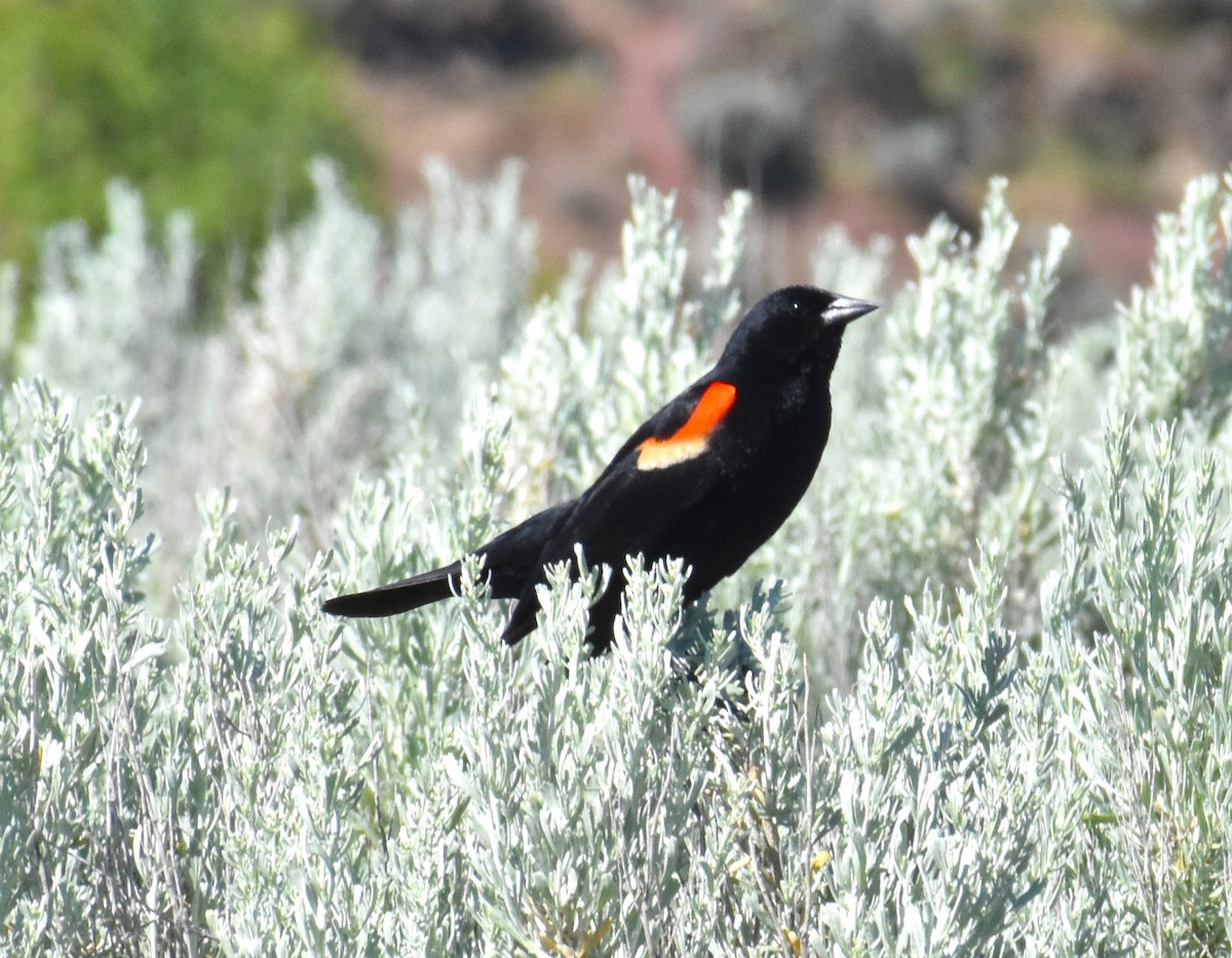 Red-winged Blackbird - ML620158388