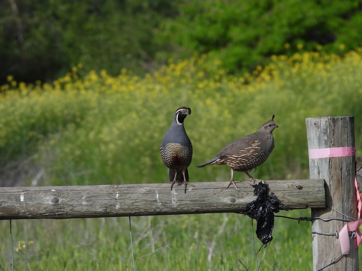 California Quail - ML620158390