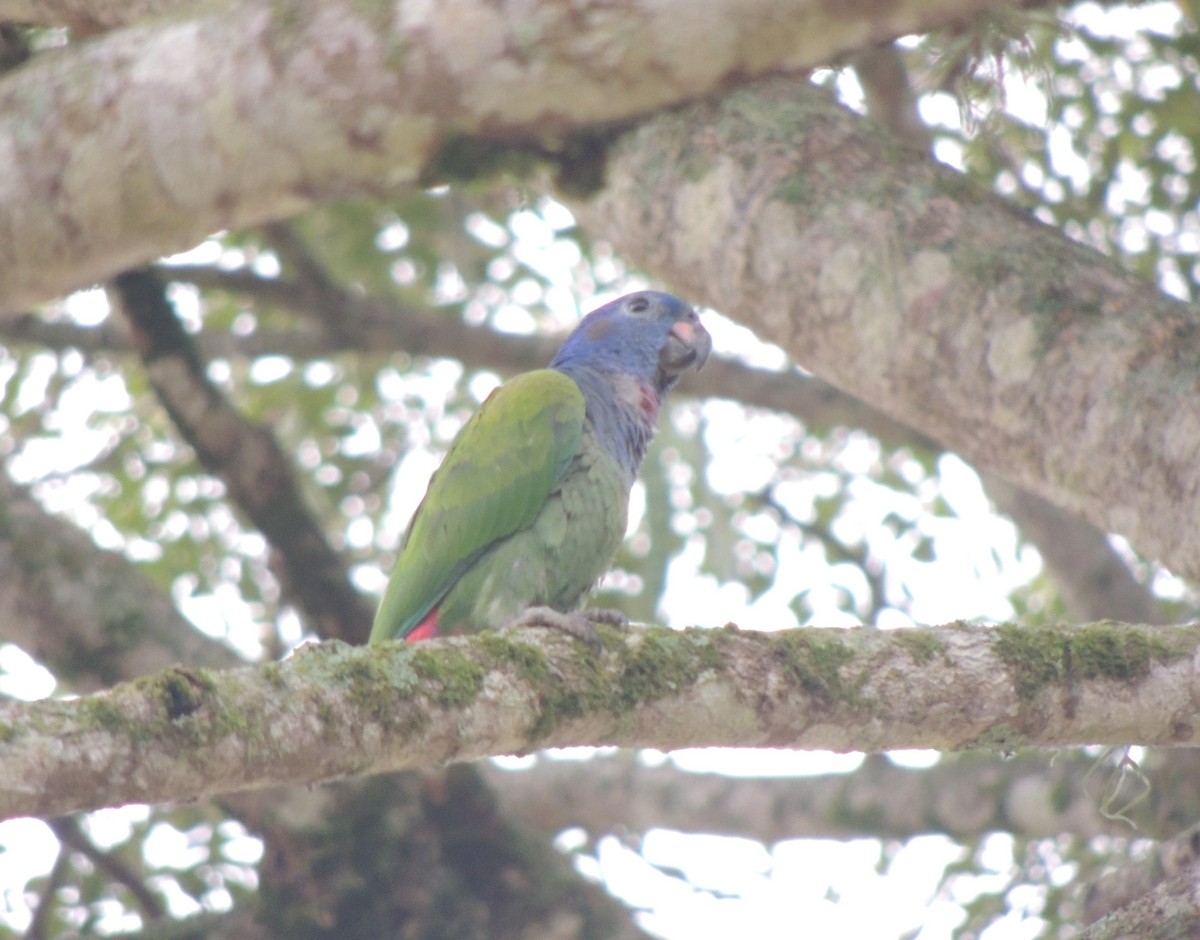 Blue-headed Parrot - ML620158407