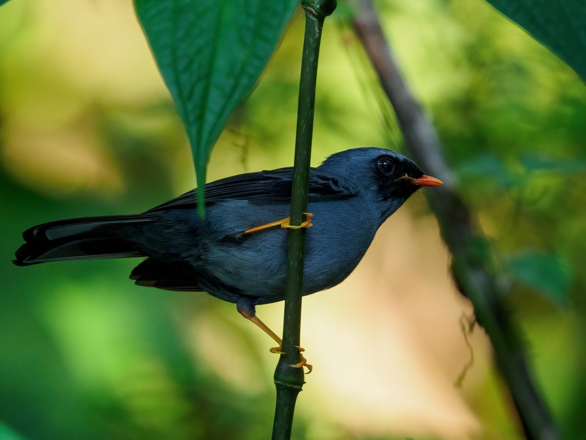 Black-faced Solitaire - ML620158410