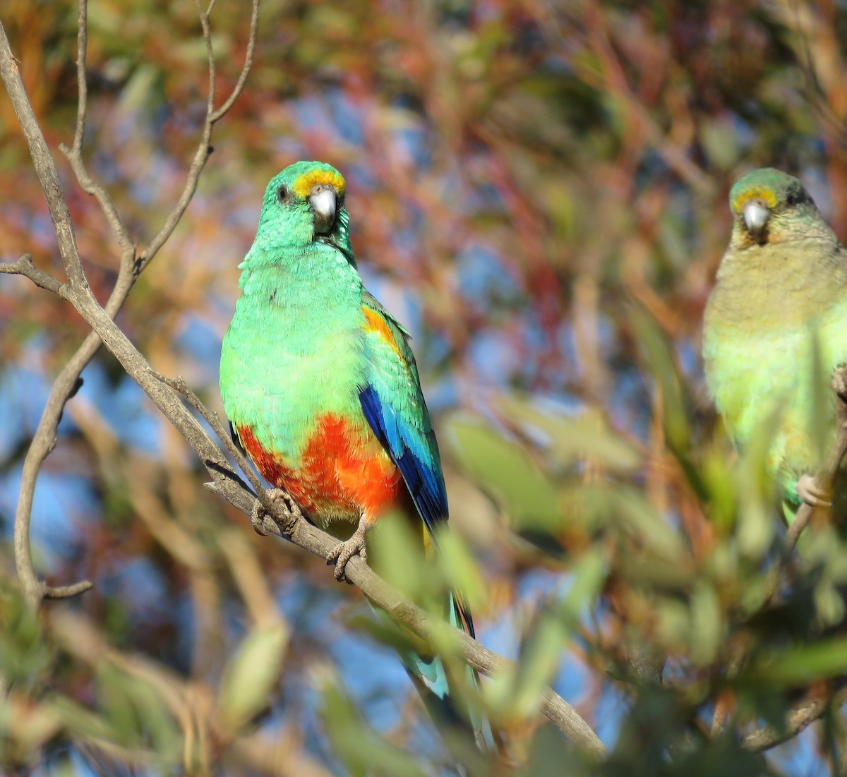 Разноцветный попугайчик - ML620158414