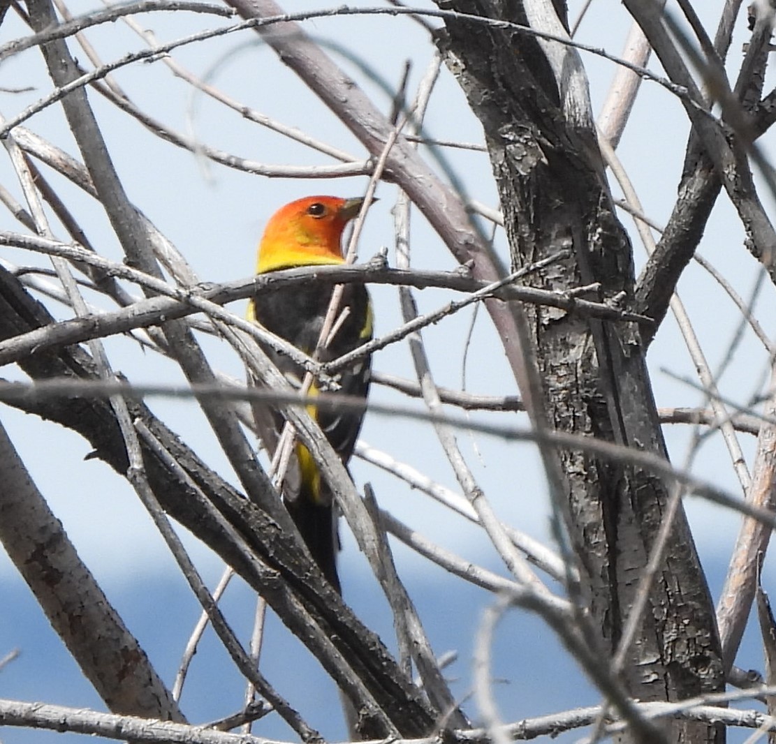 Western Tanager - ML620158424