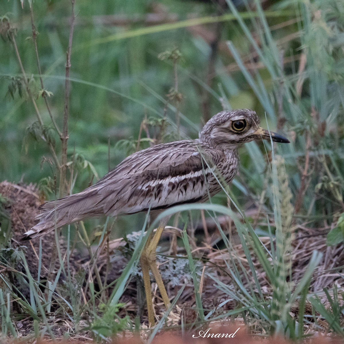 Indian Thick-knee - ML620158432