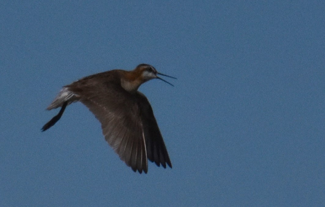 Wilson's Phalarope - ML620158433