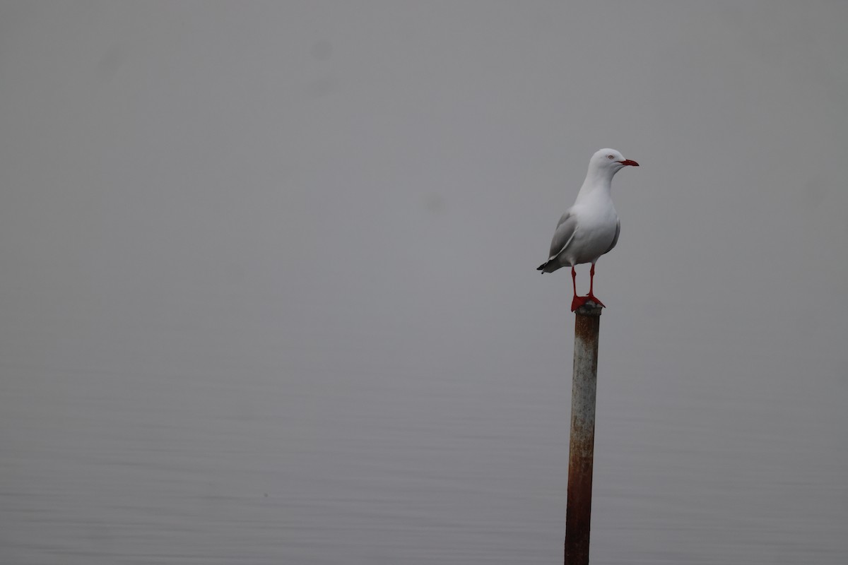 Silver Gull - ML620158434