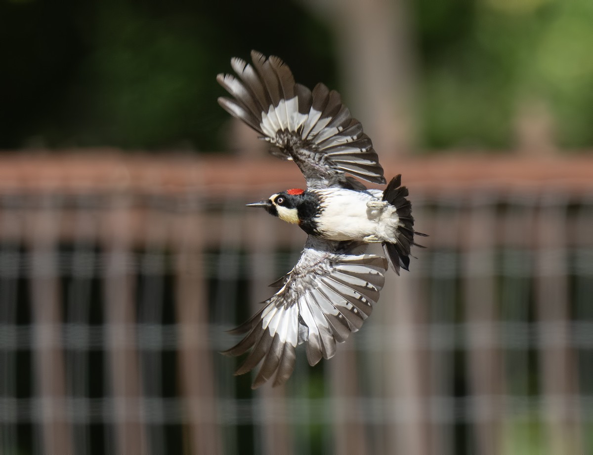 Acorn Woodpecker - ML620158440