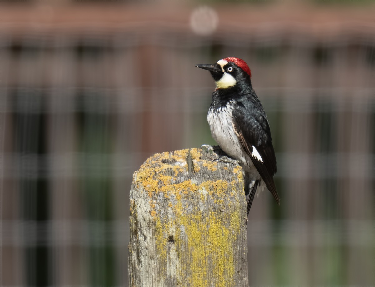 Acorn Woodpecker - ML620158446