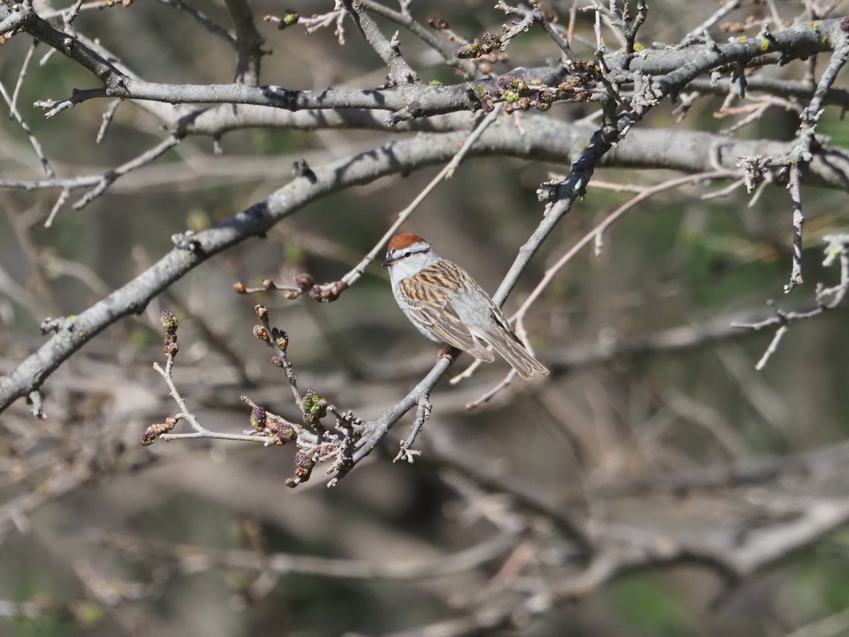 Chipping Sparrow - ML620158447