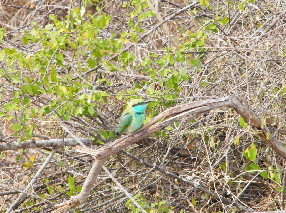 Asian Green Bee-eater - ML620158450