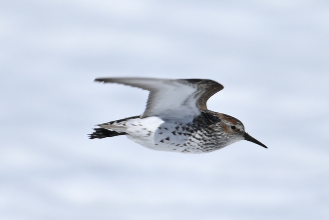 Western Sandpiper - ML620158454