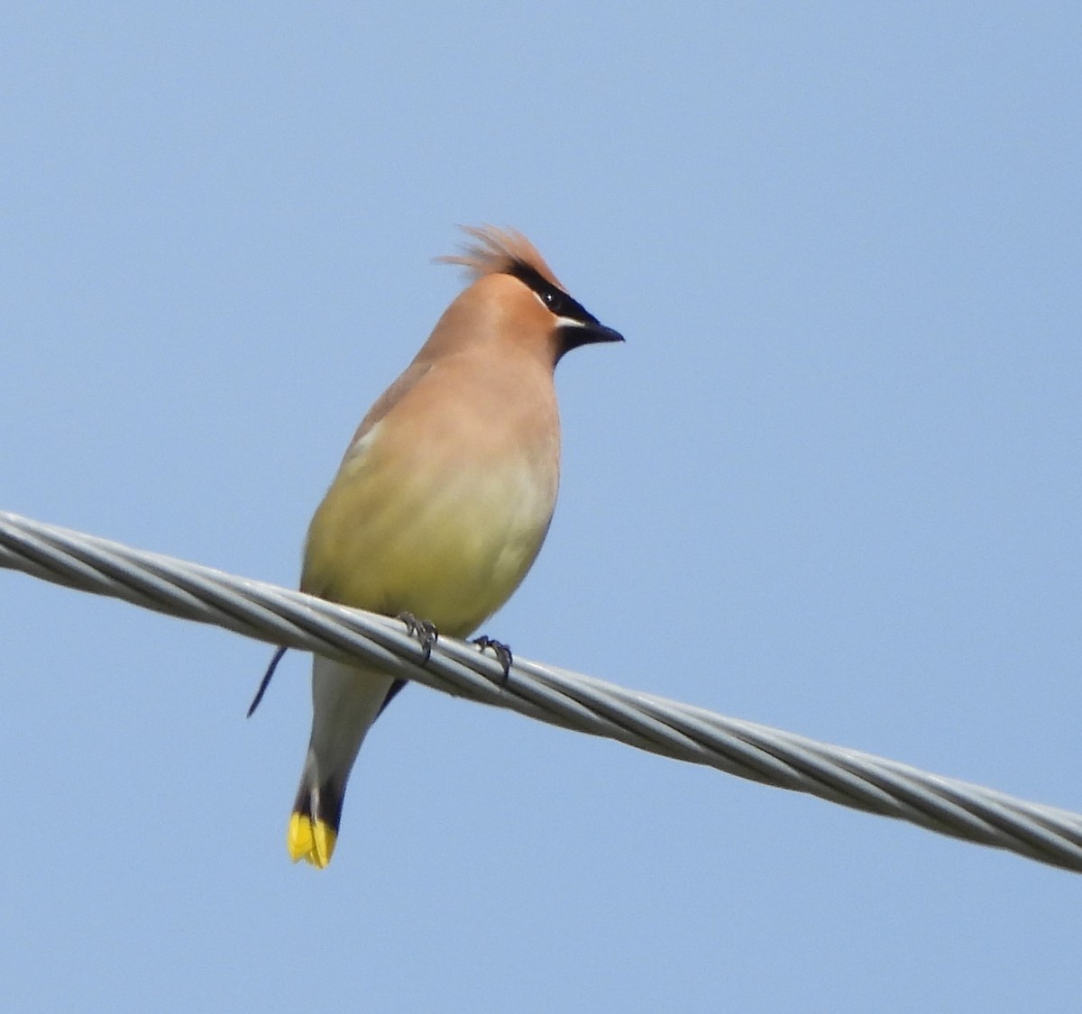 Cedar Waxwing - ML620158463