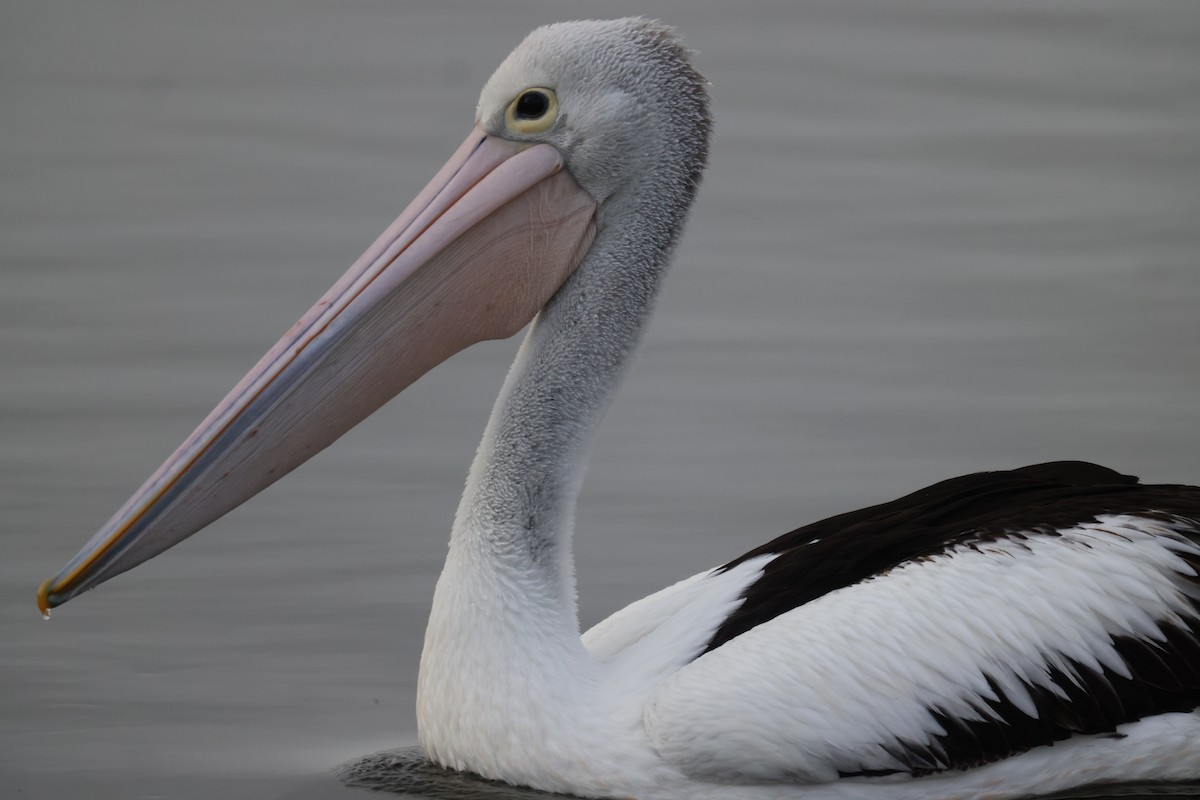 pelikán australský - ML620158465
