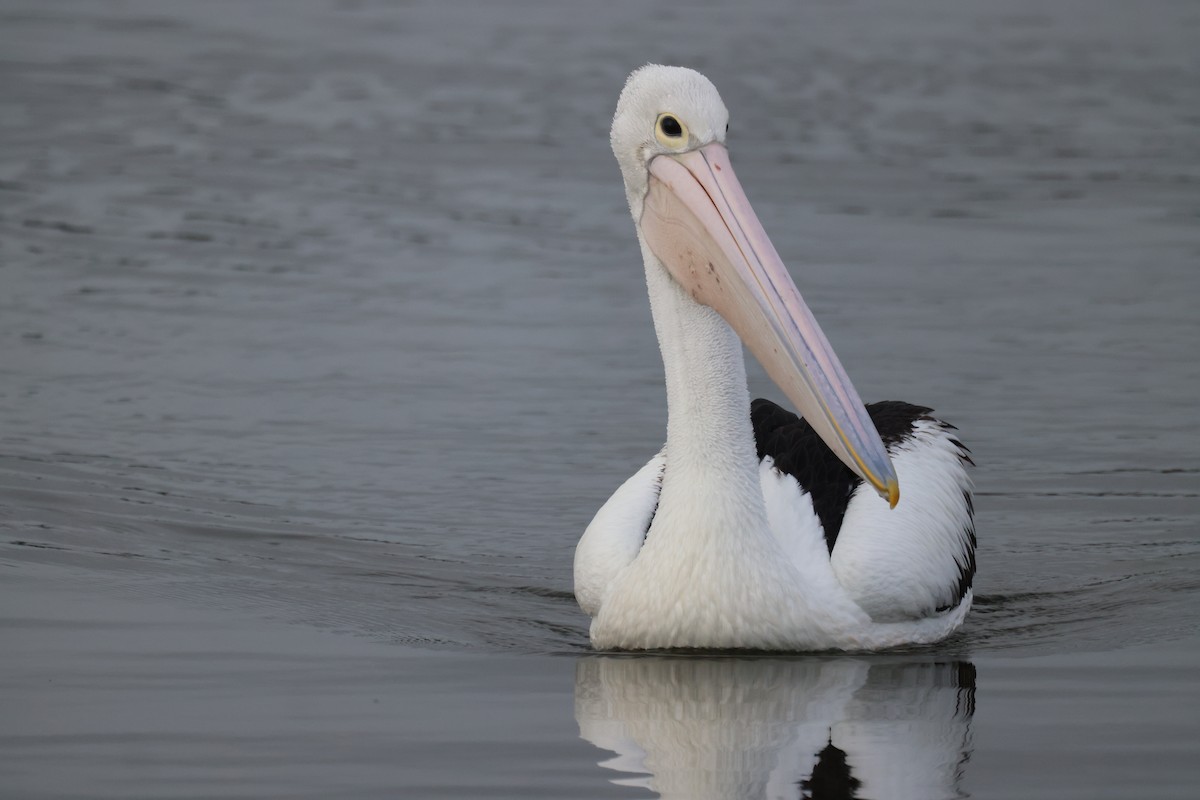 pelikán australský - ML620158466