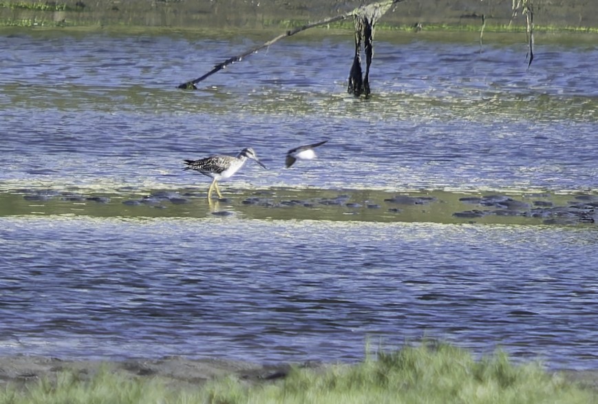 Greater Yellowlegs - ML620158467