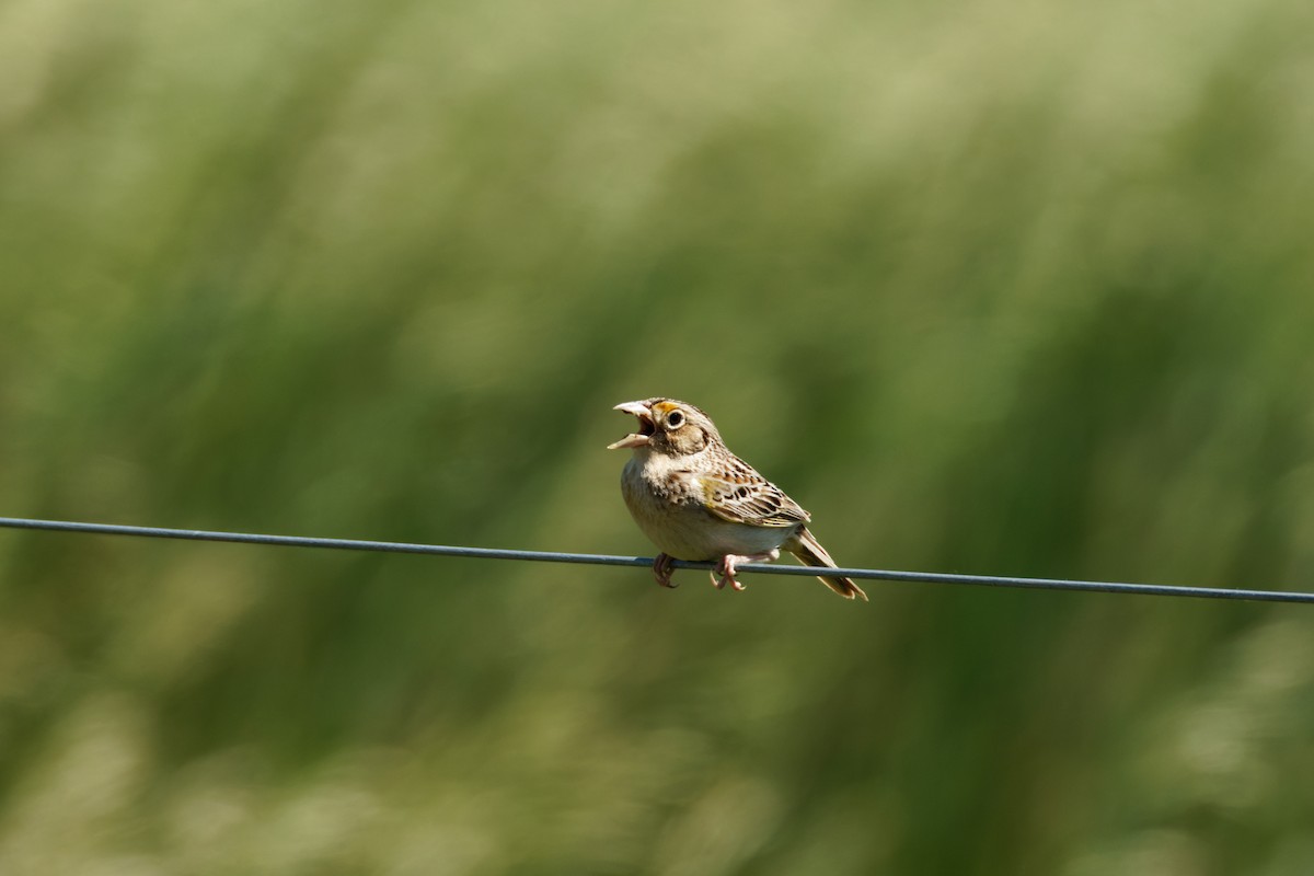 Grasshopper Sparrow - ML620158469