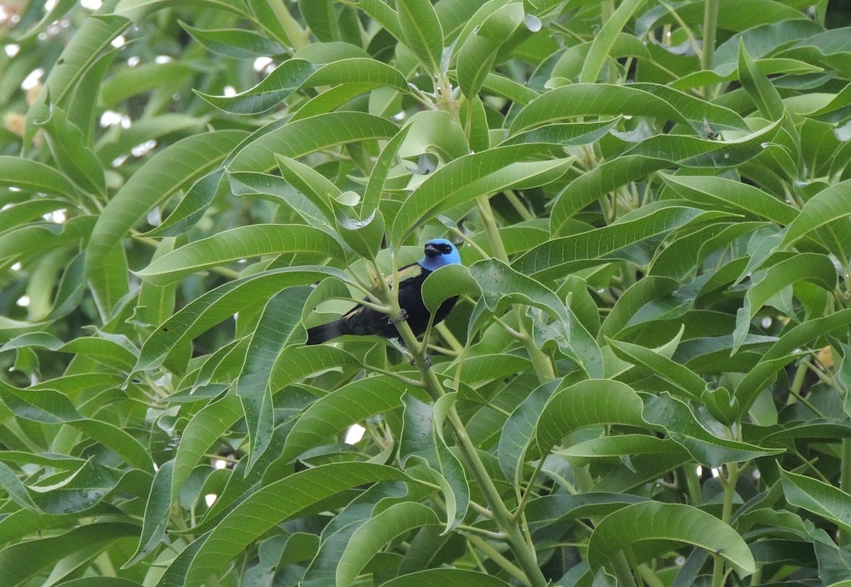 Blue-necked Tanager - ML620158470