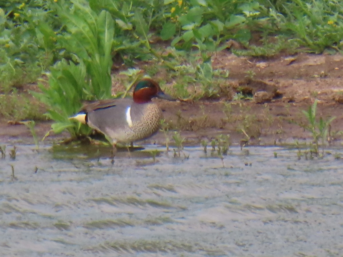 Green-winged Teal - ML620158471