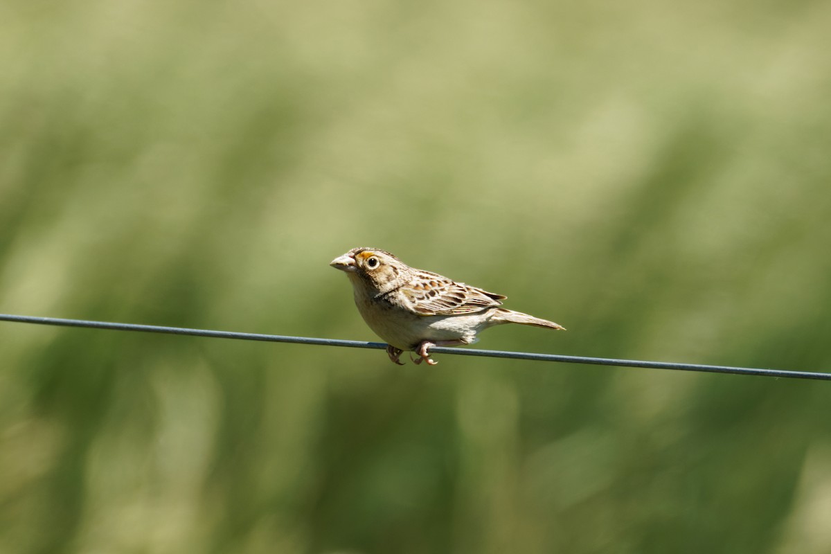 Grasshopper Sparrow - ML620158473