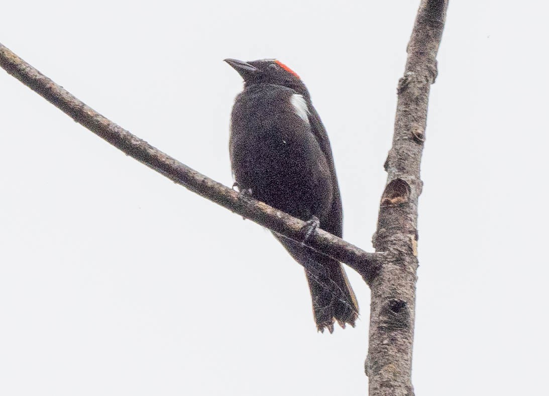 Scarlet-browed Tanager - ML620158479