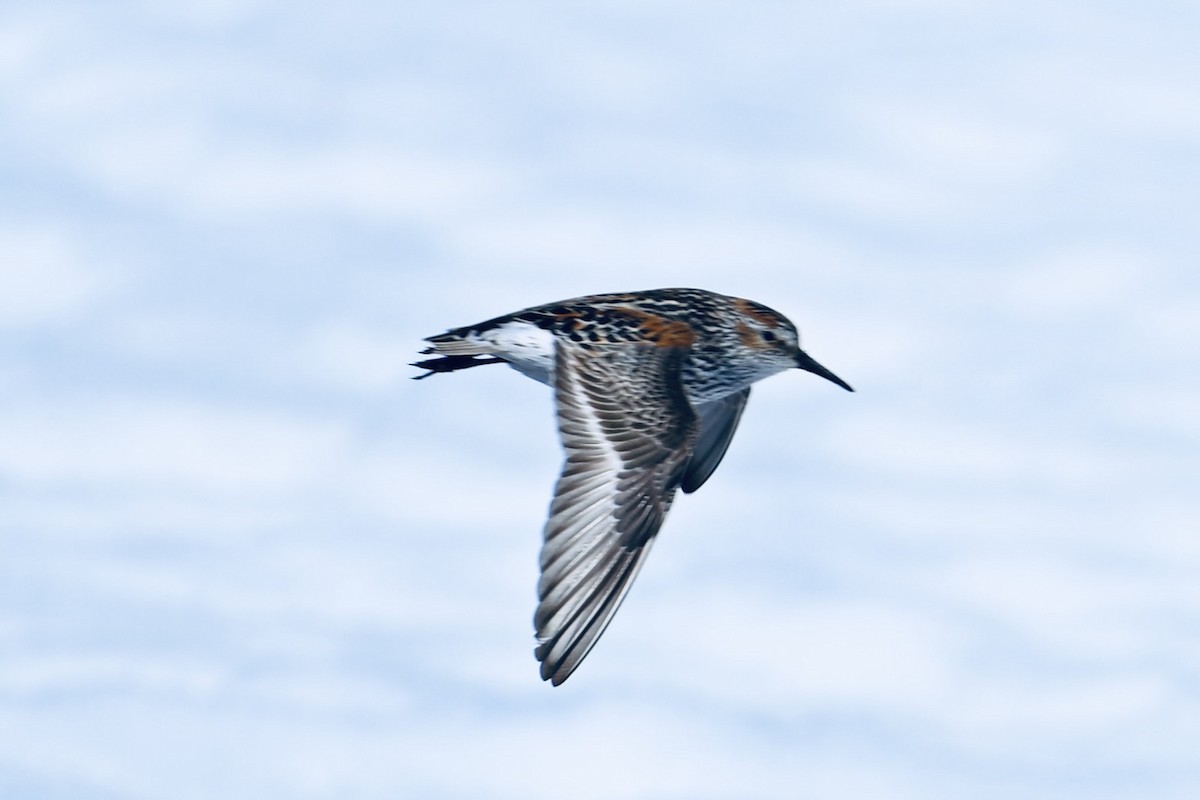 Western Sandpiper - ML620158489