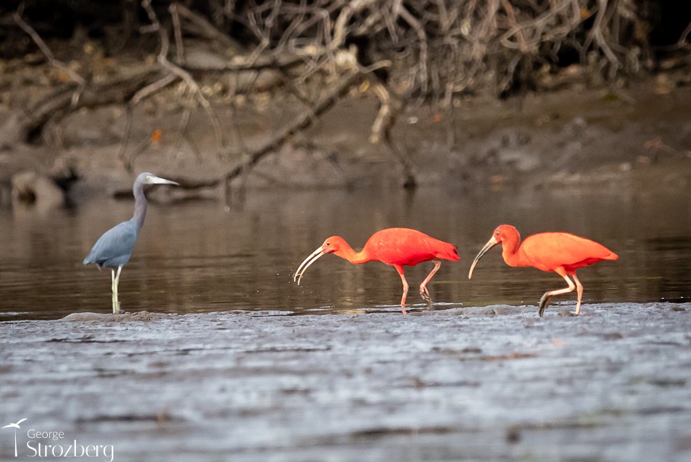 ibis rudý - ML620158494