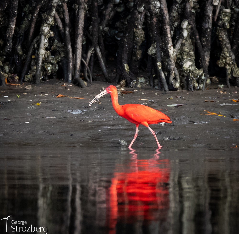 ibis rudý - ML620158498