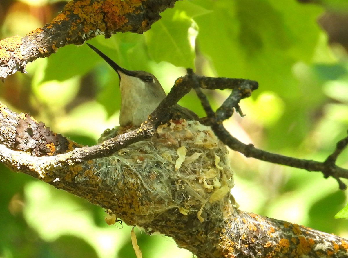 Kara Boğazlı Kolibri - ML620158501