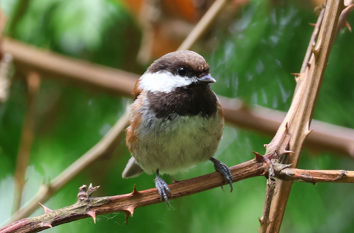 Chestnut-backed Chickadee - ML620158513