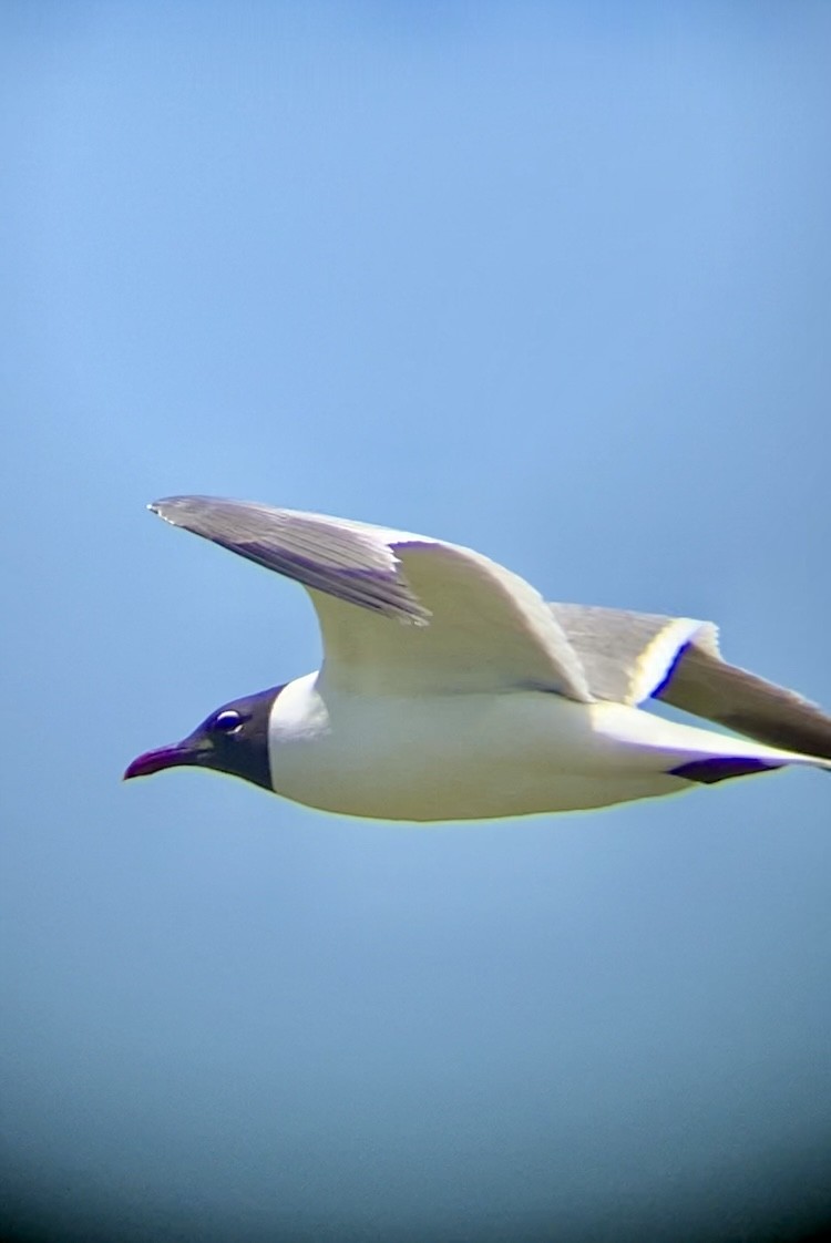 Laughing Gull - ML620158523