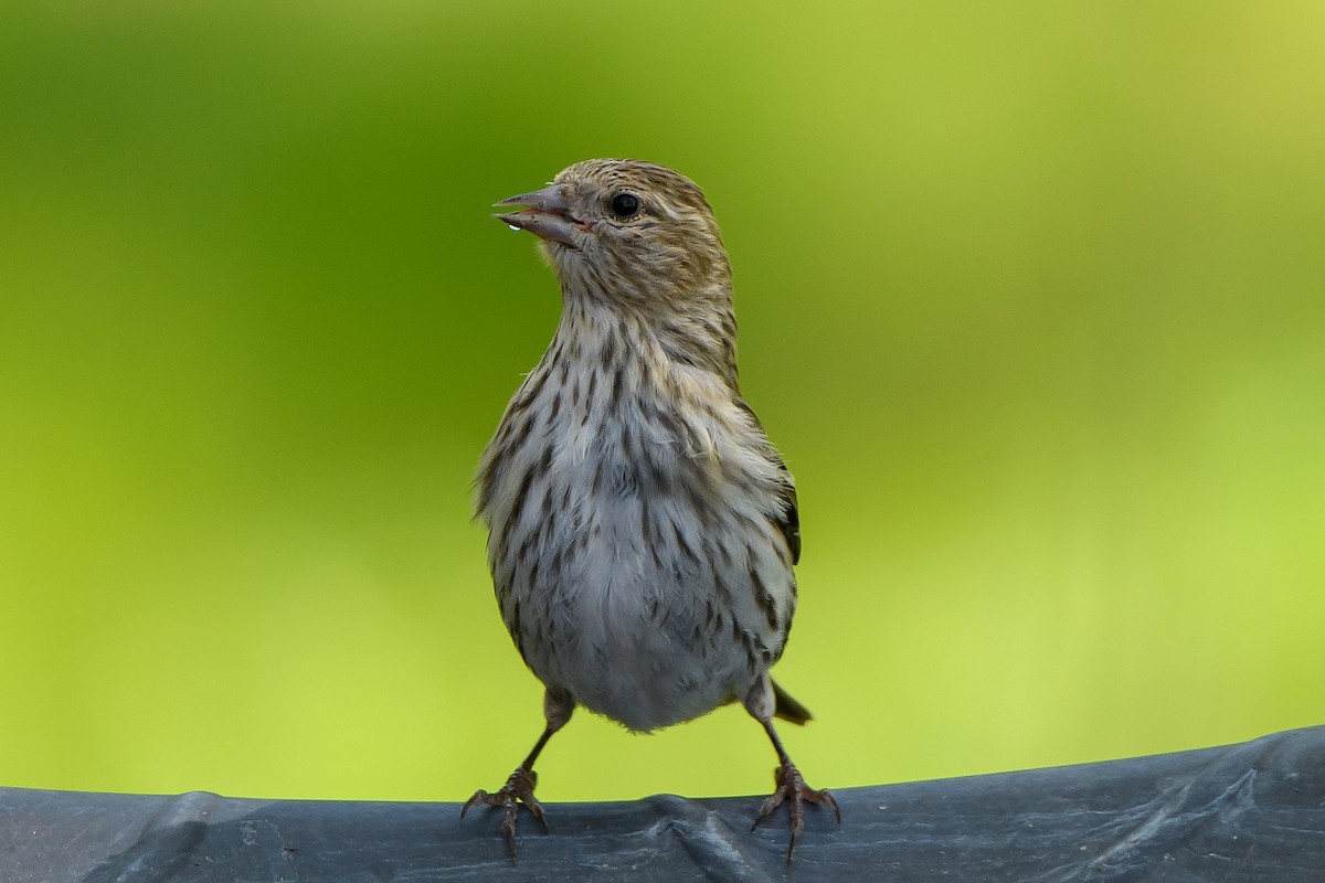 Pine Siskin - ML620158529