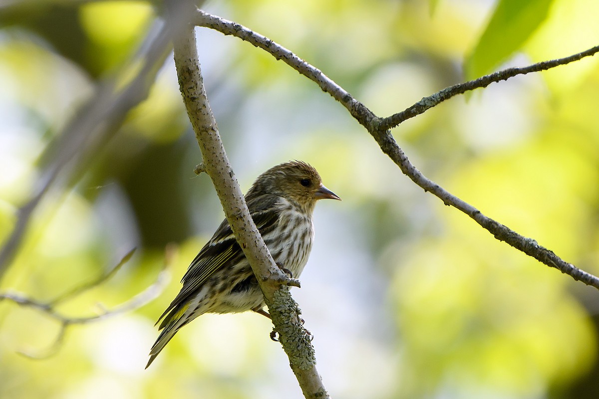 Pine Siskin - ML620158530