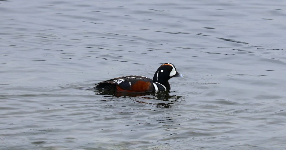 Harlequin Duck - ML620158531