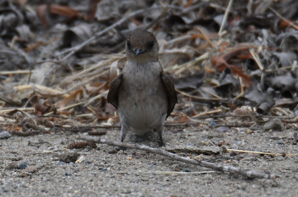 Northern Rough-winged Swallow - Colin Dillingham