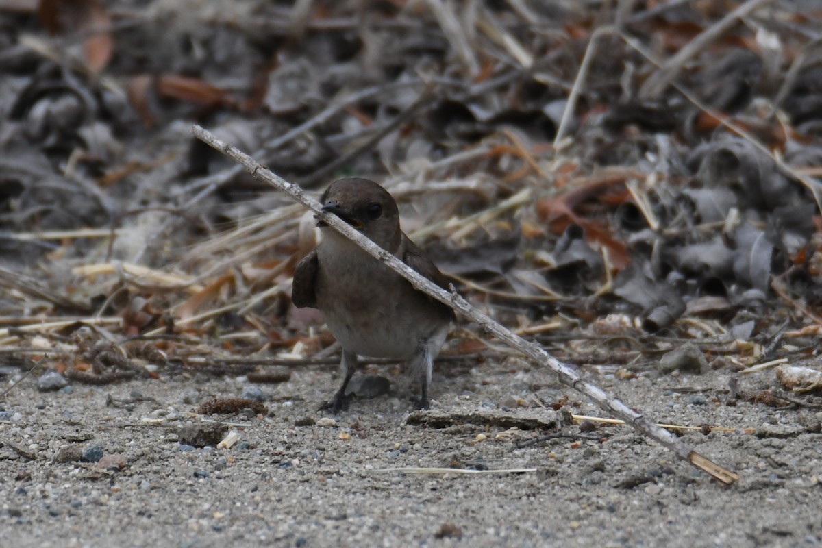 Northern Rough-winged Swallow - ML620158533