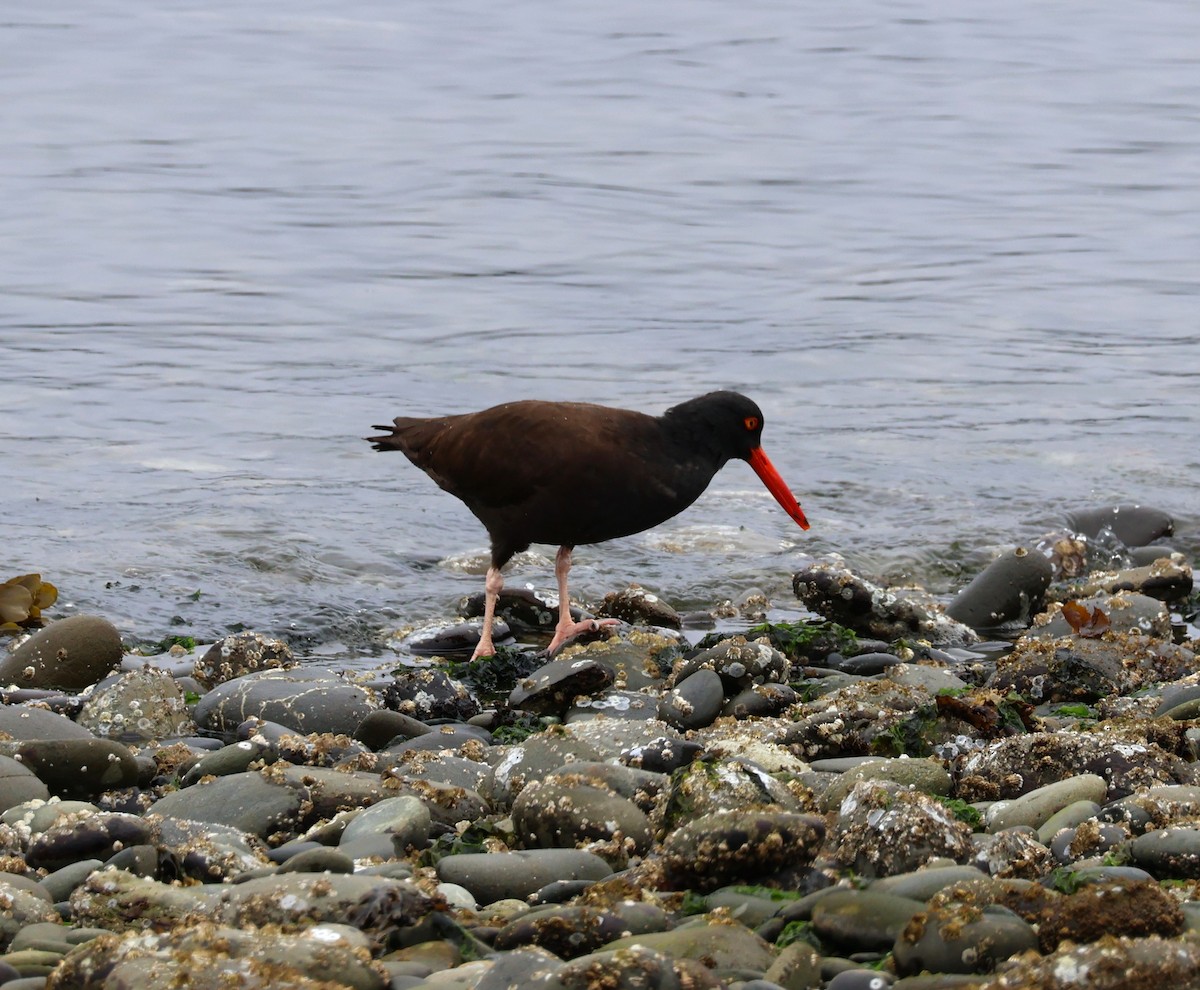 Black Oystercatcher - ML620158535