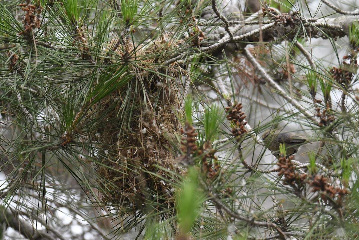 Bushtit (Pacific) - ML620158536