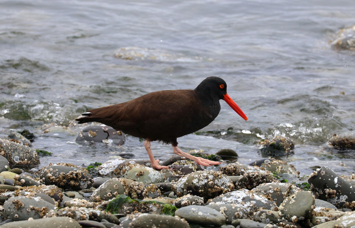 Black Oystercatcher - ML620158537