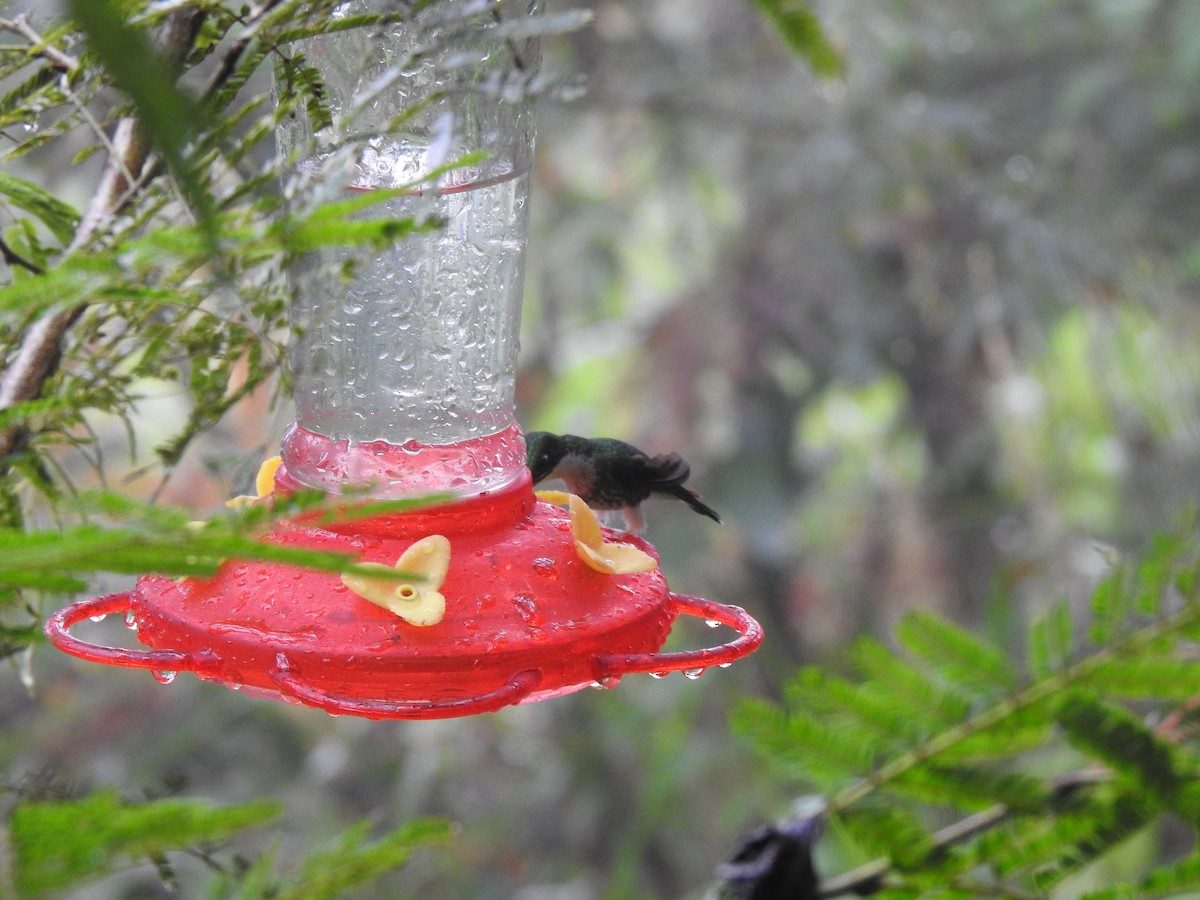 kolibřík skvrnoocasý - ML620158543