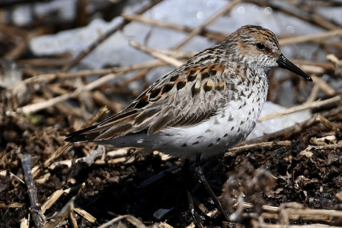 Western Sandpiper - Steve Ericson